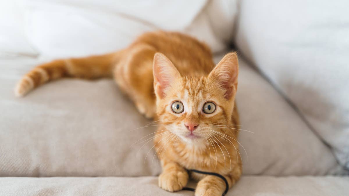 Everyone thinks this talking cat says 'French fries' during breakfast plea