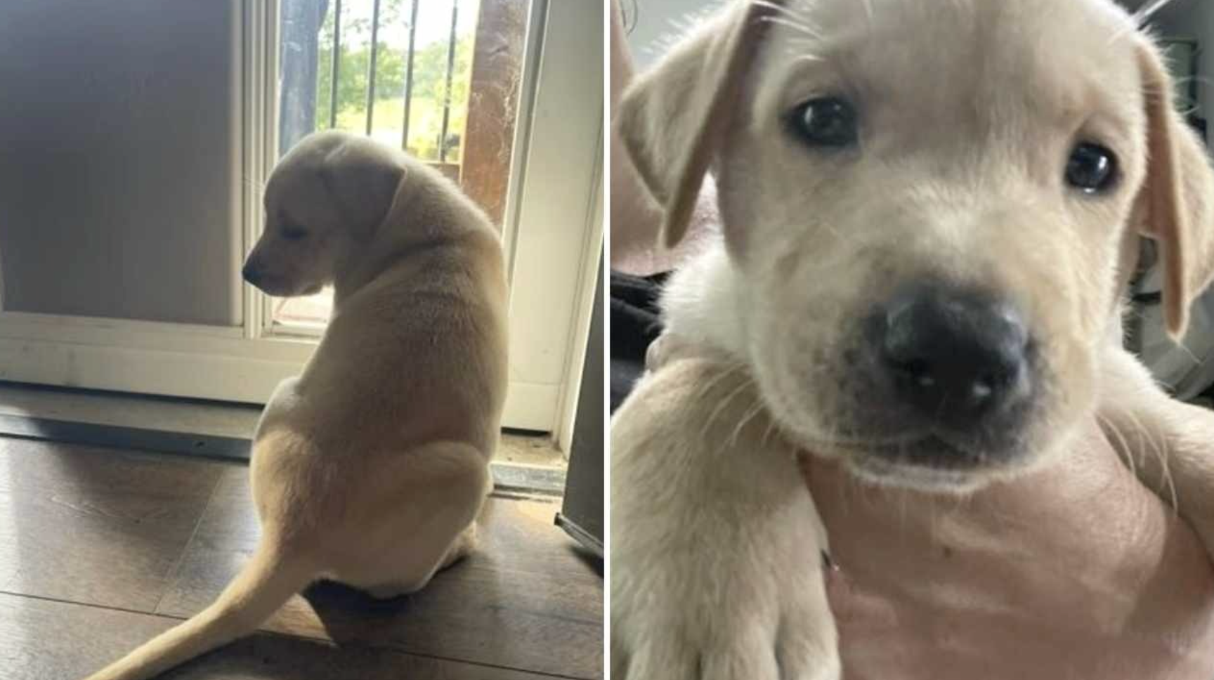 Meet Bowie Rocknroll: The Tiny 6-Week-Old Puppy Looking For Love After Being Surrendered