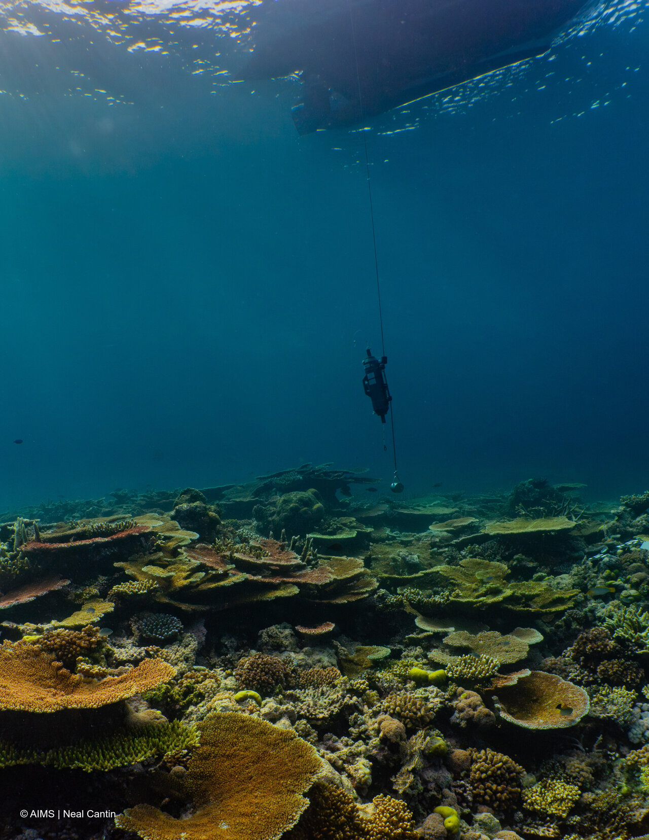 Great Barrier Reef microbiome map reveals more than 500 new bacterial species