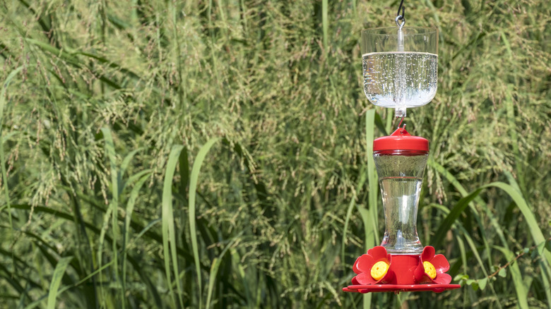 Helpful Tips To Keep Wasps Away From Your Hummingbird Feeder