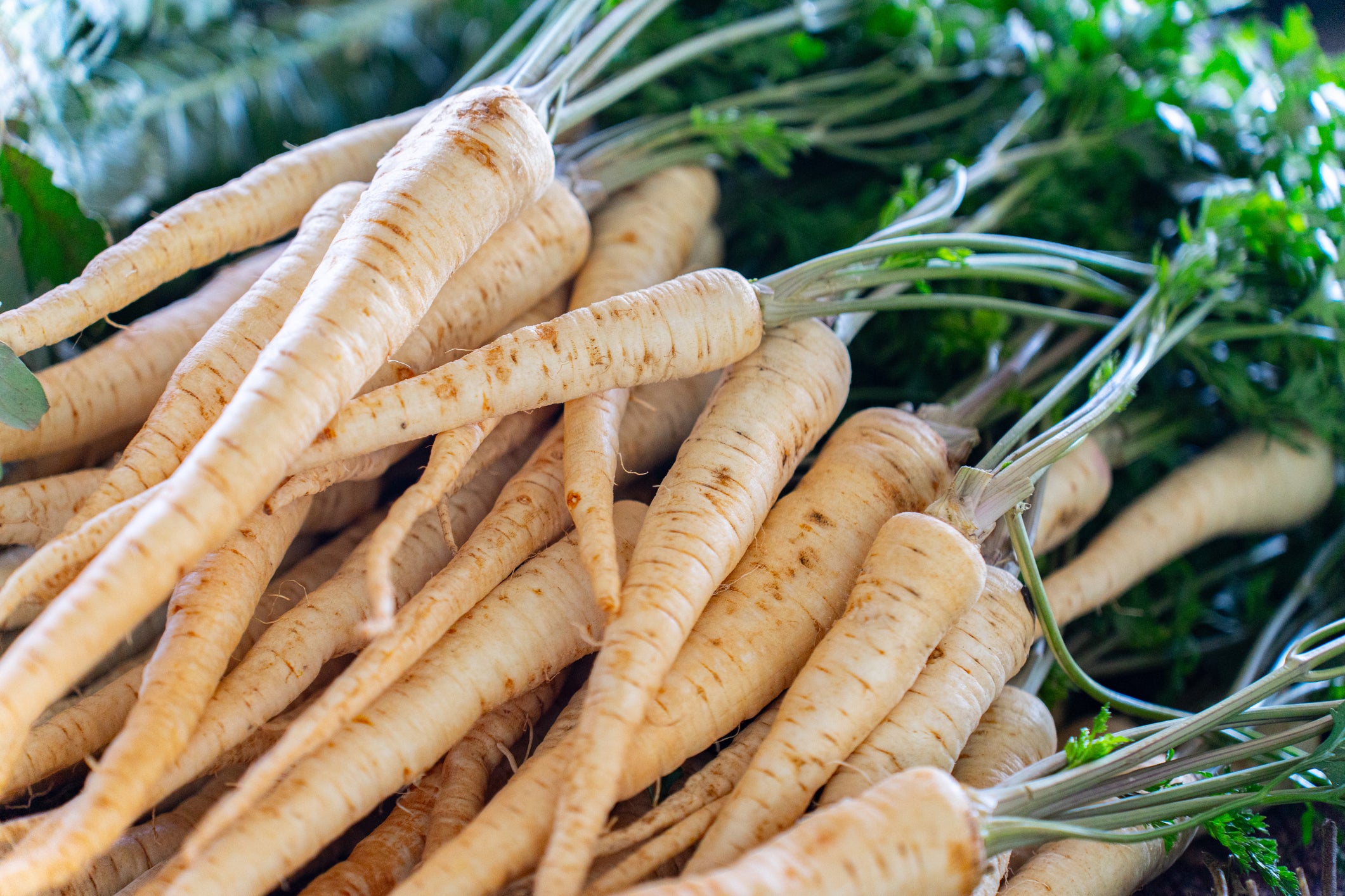 Dry soil can leave parsnips undersized while sudden rain makes them split (Getty/iStock)
