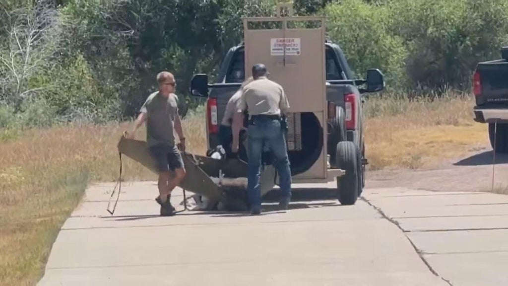 Bear dies after being struck by vehicle south of Denver