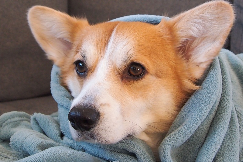 Veterinarians reveal how often your dog really needs a bath