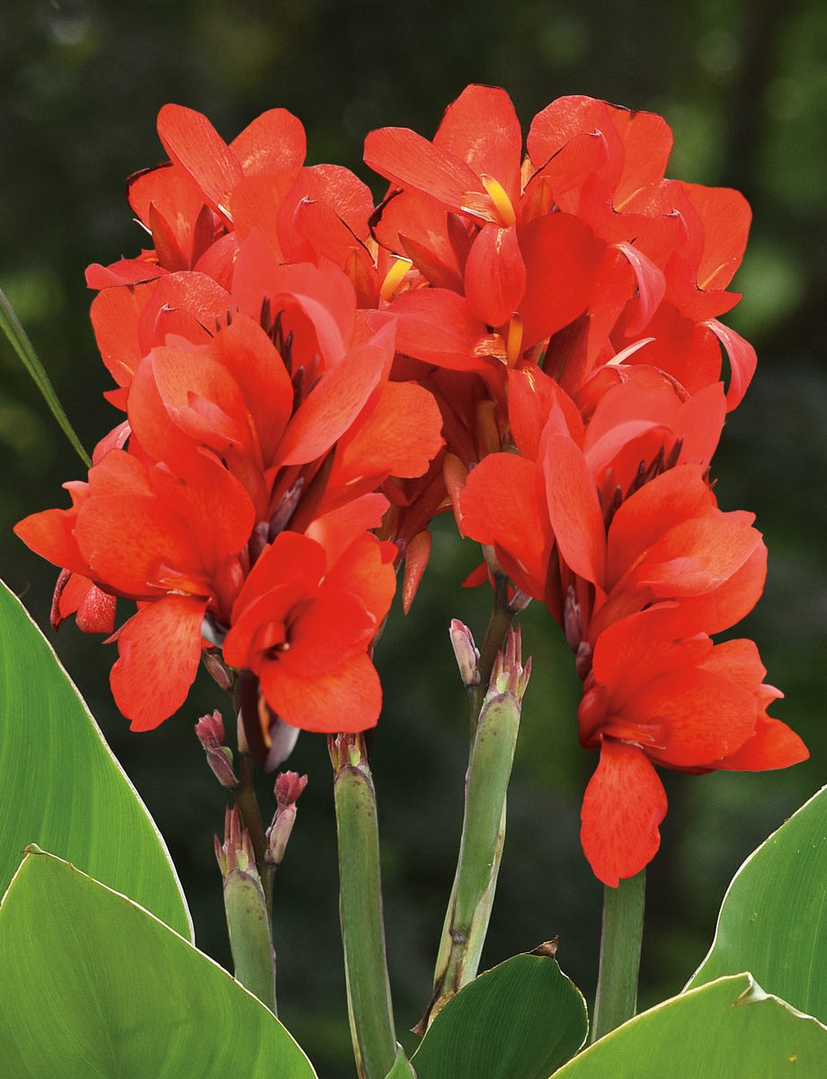 These Heat-Tolerant Plants Still Look Gorgeous on the Hottest Summer Days