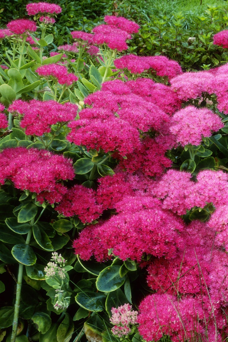 These Heat-Tolerant Plants Still Look Gorgeous on the Hottest Summer Days