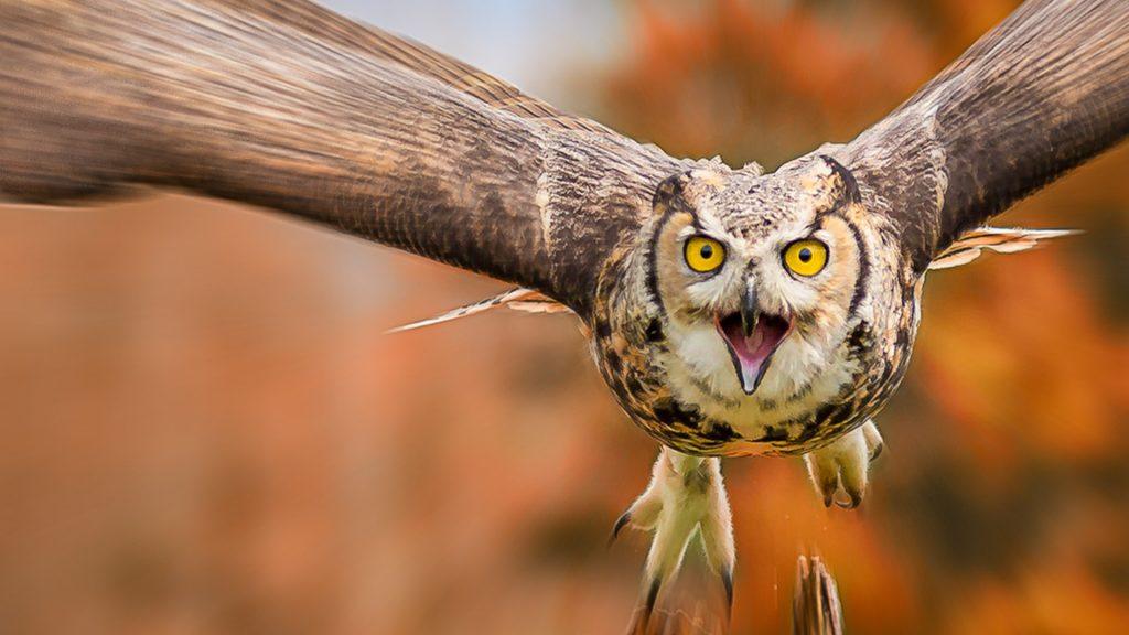 Why you never hear an owl attack coming