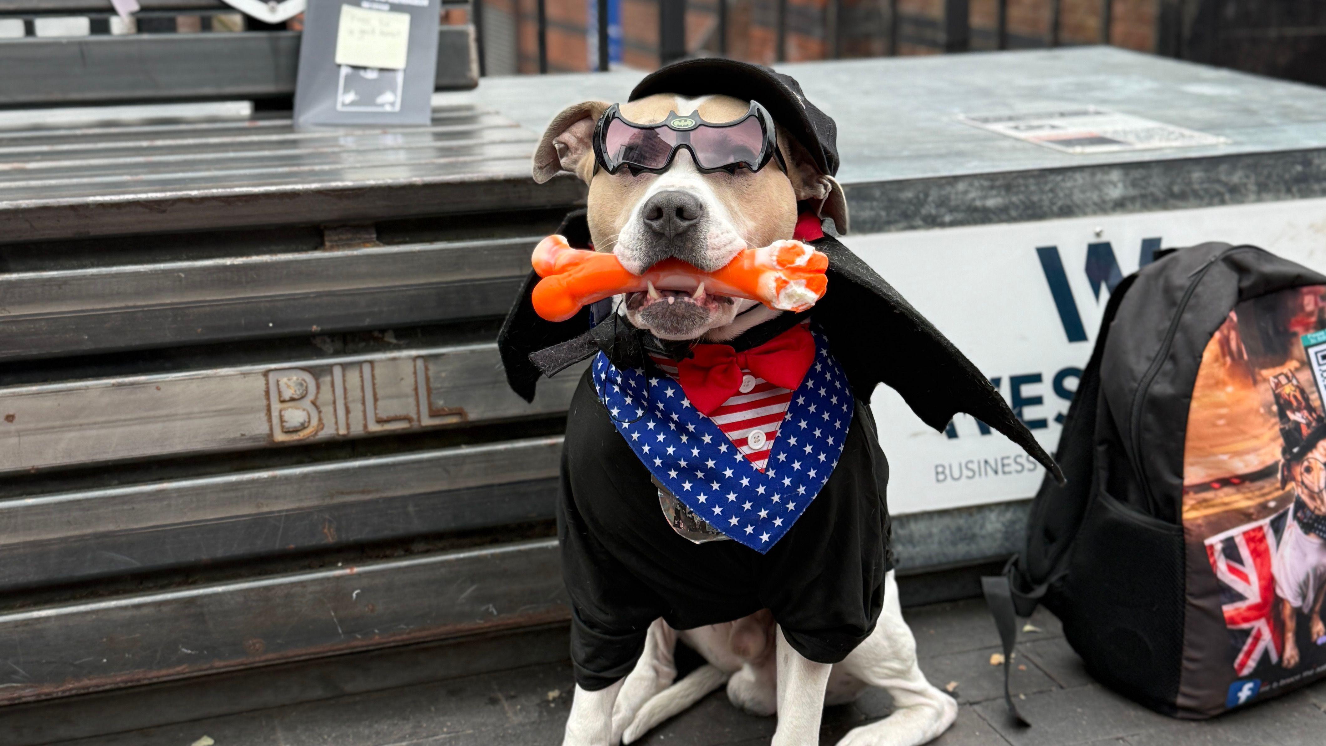 A canine fan of Osbourne paying his respects and joining in on the Ozzy Day fun