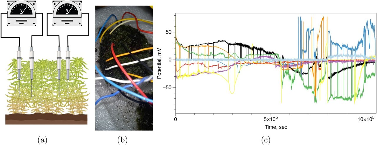 Ordinary moss generates surprisingly complex electrical activity