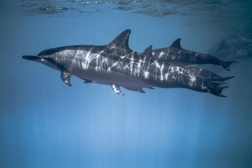 Are dolphins’ social lives being reshaped by humans?