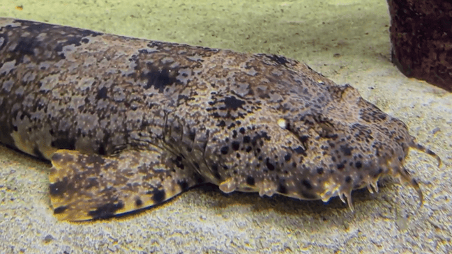 Shark Month highlights the importance of ocean conservation