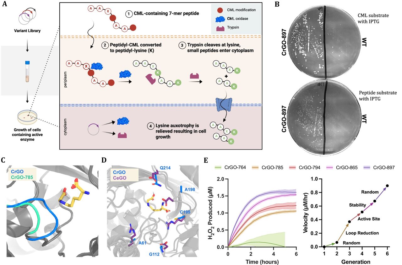 Engineered enzyme erases a stubborn mark of aging by up to 70% in human tissue samples
