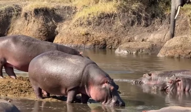 Calm by day, territorial by night: Why hippos in Africa need extra space after dark