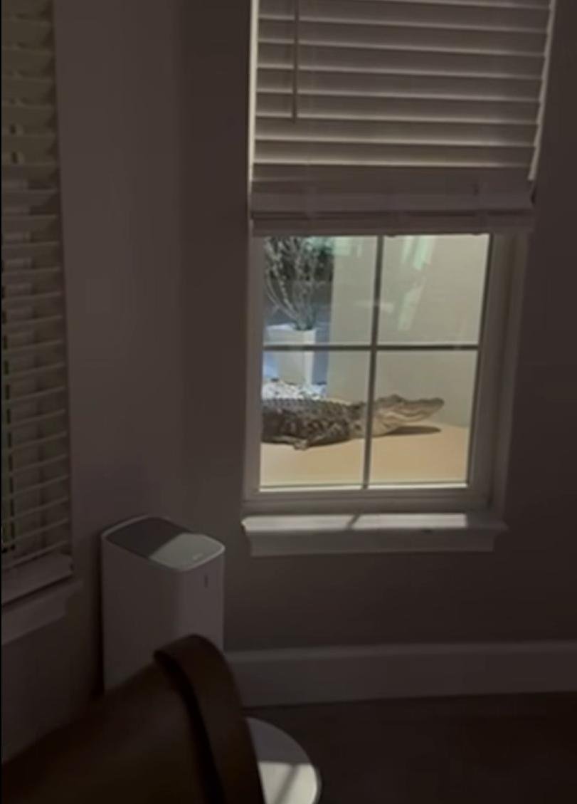 Watch: Security camera alerts Florida family to gator at the door