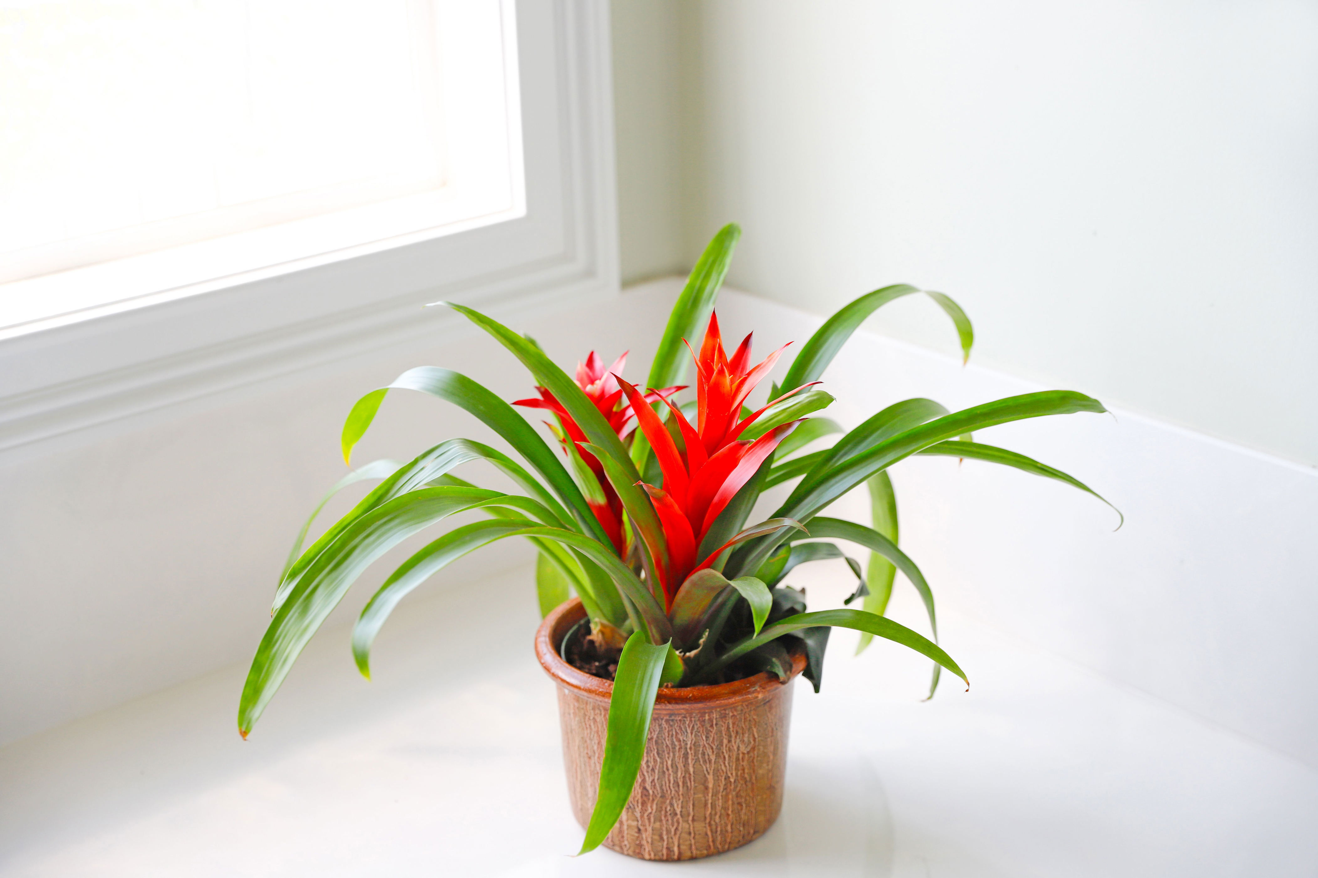 The bromeliad is a relative of the pineapple.