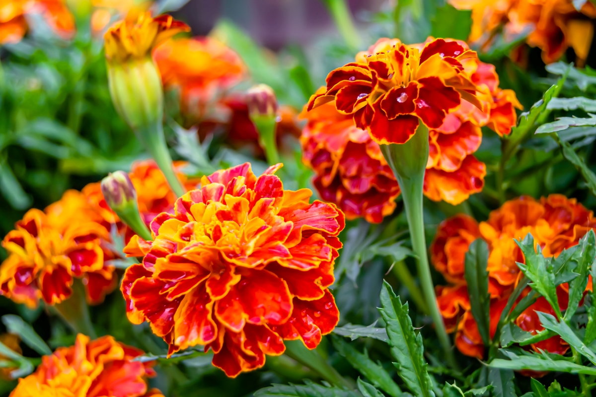 Closeup of red and gold-colored marigold flowers