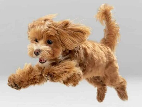 Recall training: How to get your dog to come every single time