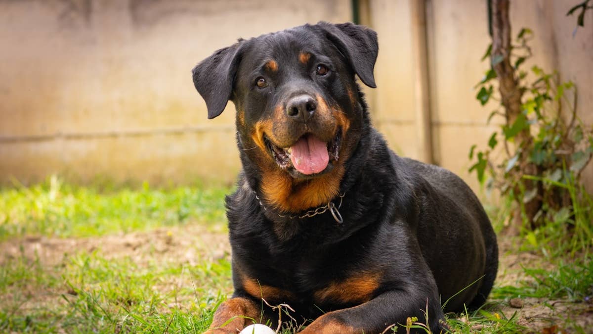 Panther and rottweiler take the same puzzle challenge, but one surprise stands out