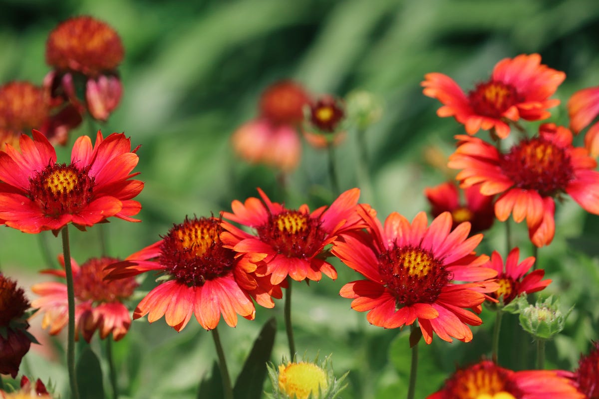 These Heat-Tolerant Plants Still Look Gorgeous on the Hottest Summer Days