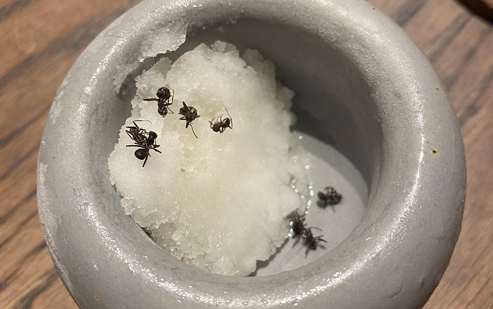 A sorbet with dead ants in it