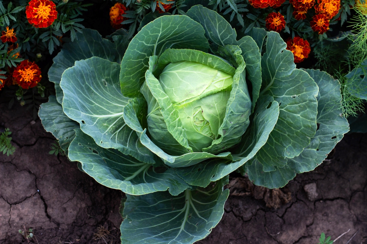 Photo: iStock