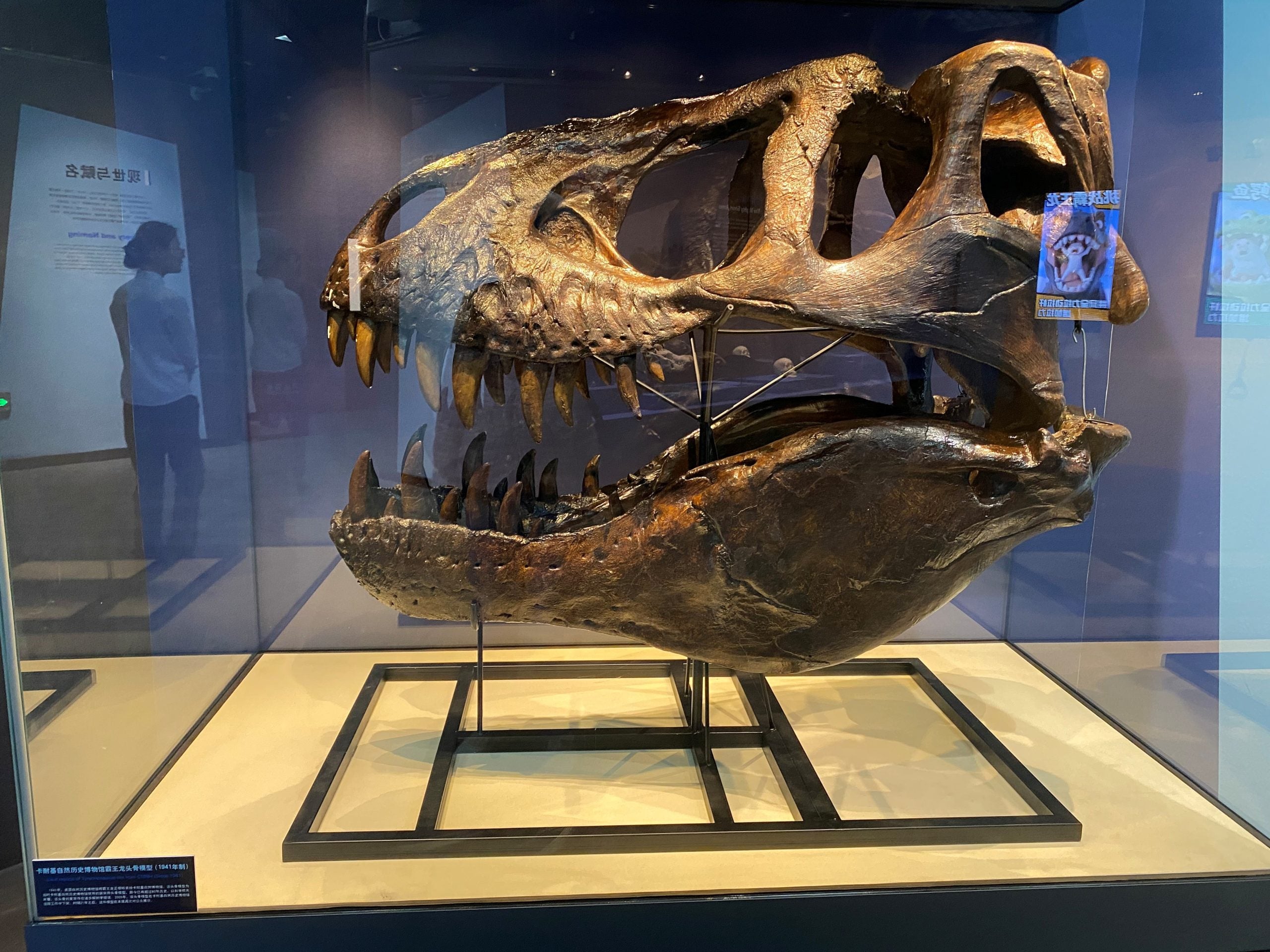 This photo taken on April 28, 2026 shows a skull model of a Tyrannosaurus at the