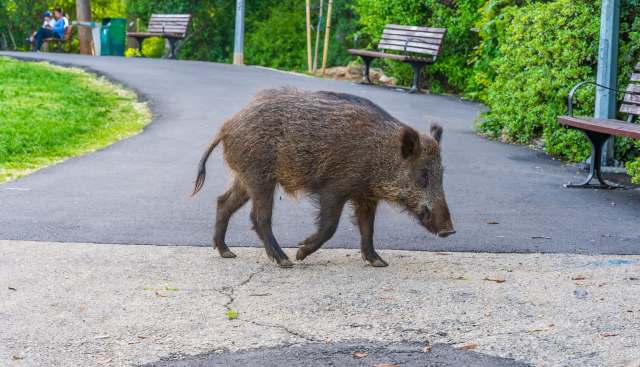 Wild boar rampage in Japan leaves 4 hospitalized after charging into factory