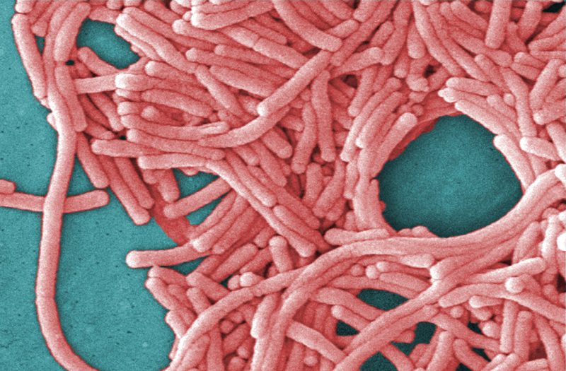 Fifth death reported in NYC Legionnaires’ outbreak