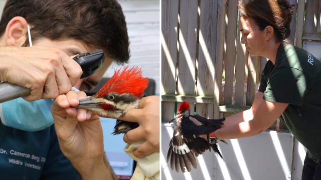 Toronto wildlife worker spots injured pileated woodpecker beneath her own window