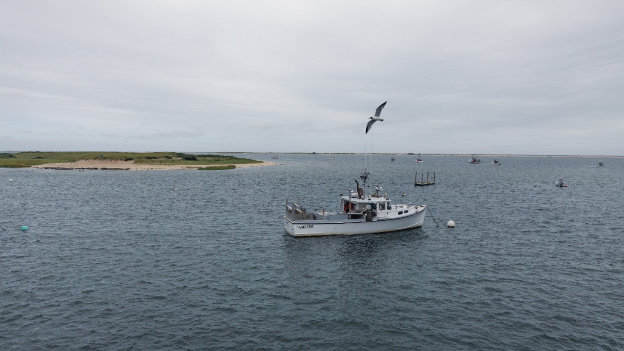 Shark sightings off Cape Cod are ballooning again as summer crowds pack the water