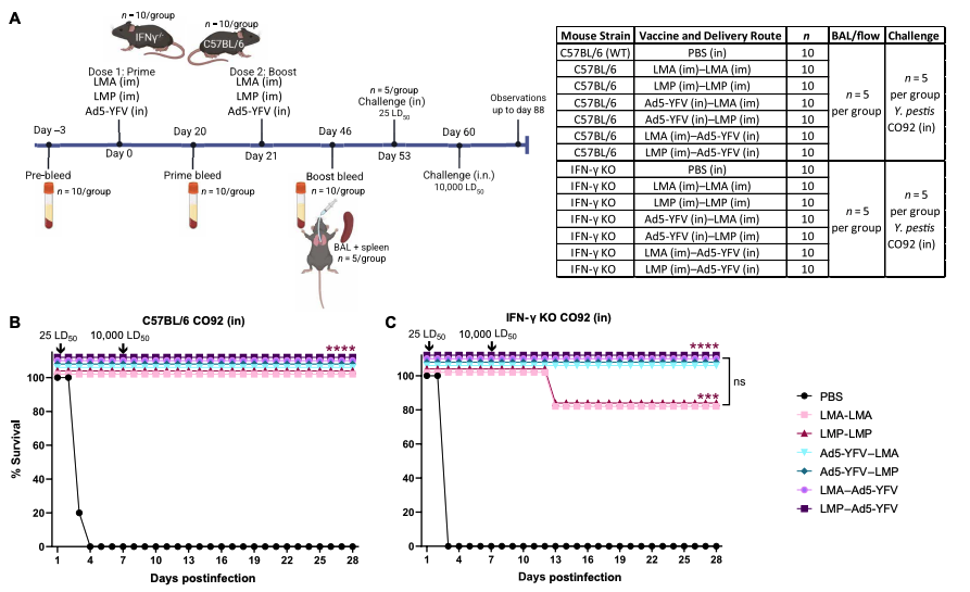 New Plague Vaccines 100% Effective Against Deadly Form of The Disease in Mice