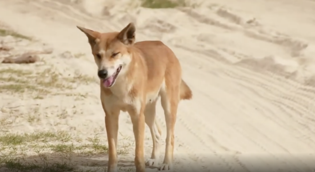 What to Do the Moment a Dingo Comes at You