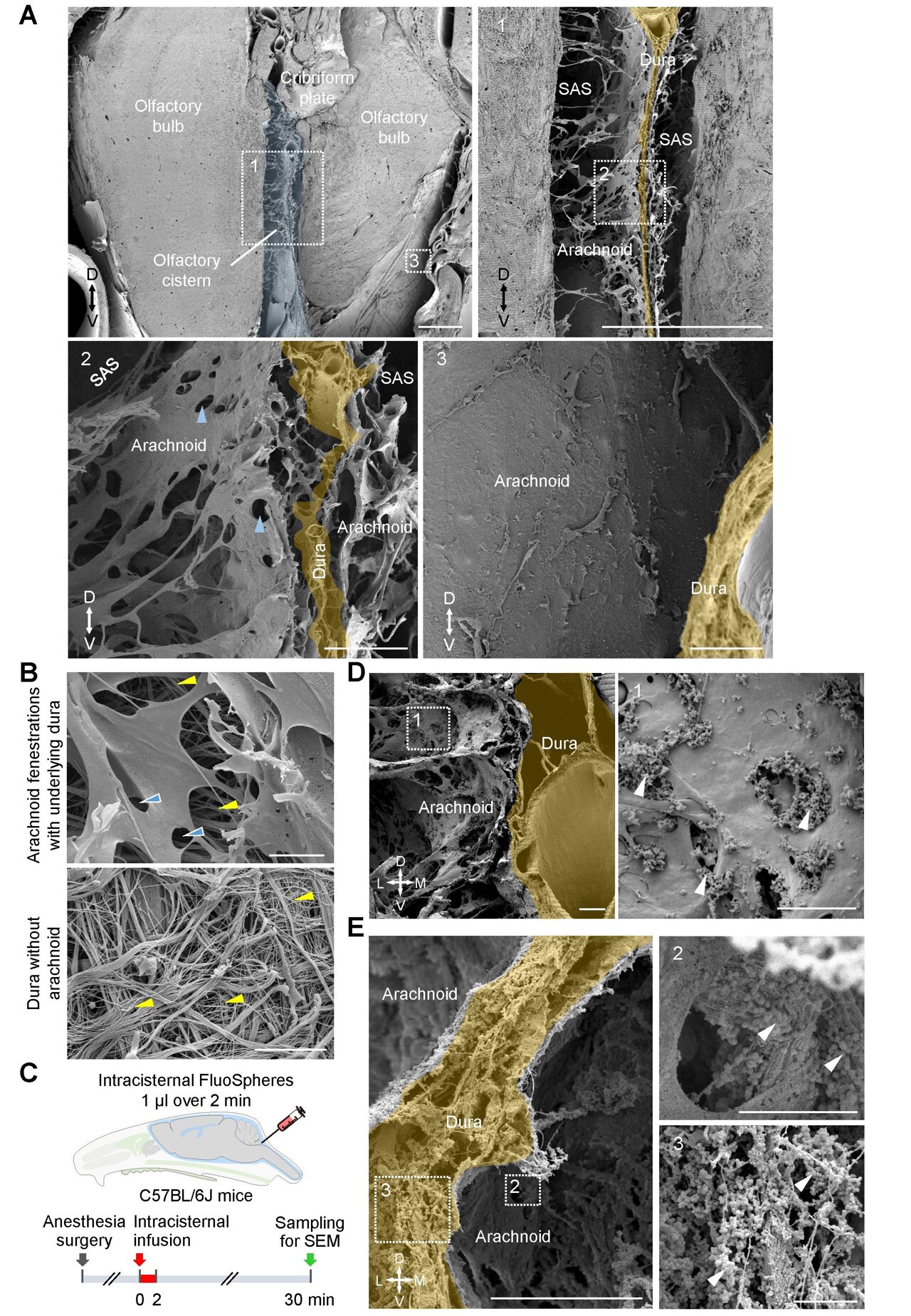 Scientists discover hidden gateways that allow the brain to clear waste
