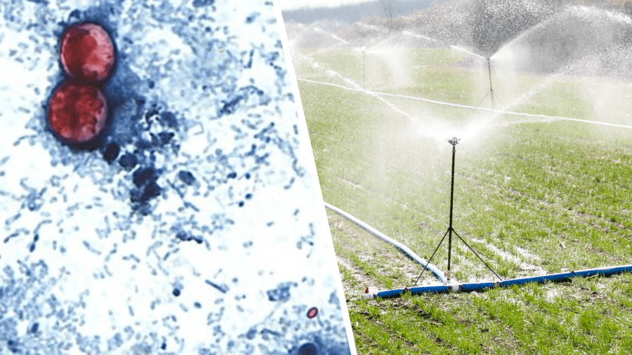 How could cyclospora get into the food supply?