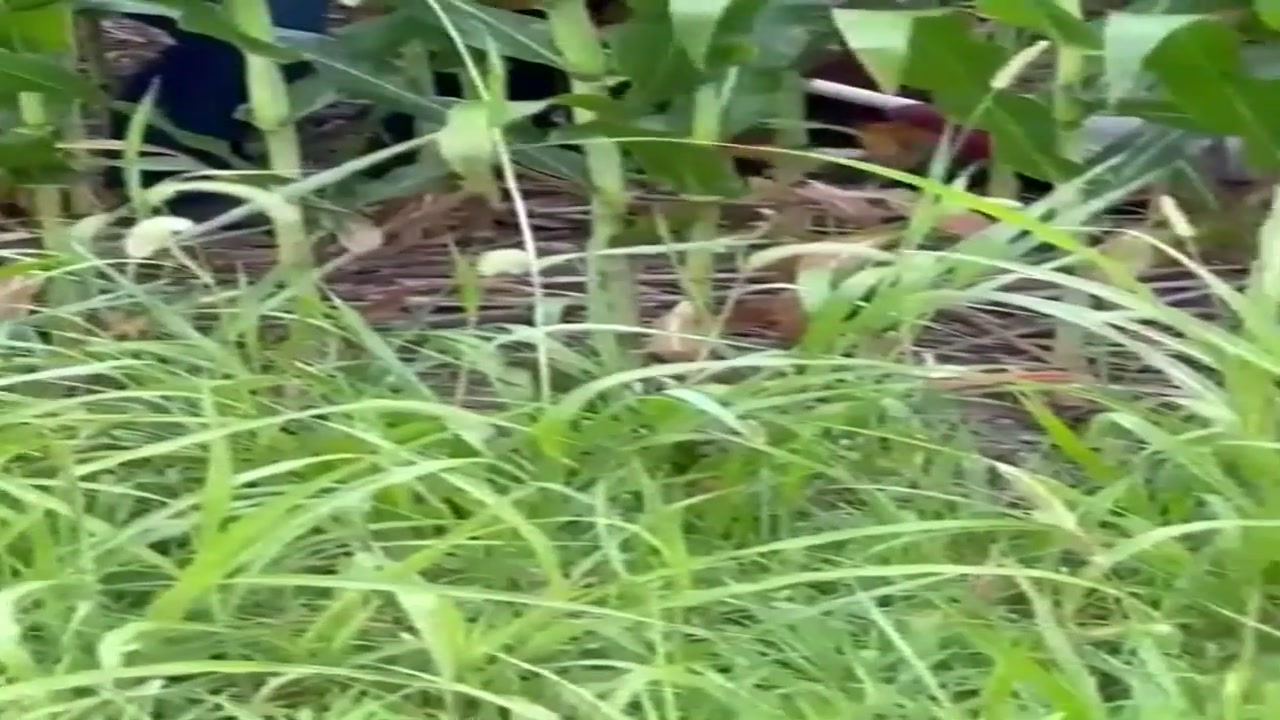 New information about bald eagle rescued after apparent injury in Tri-State