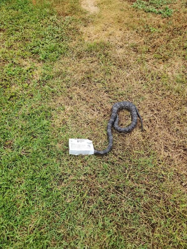 Ratsnake stuck in glue trap for days gets olive-oil rescue and changes one man's mind