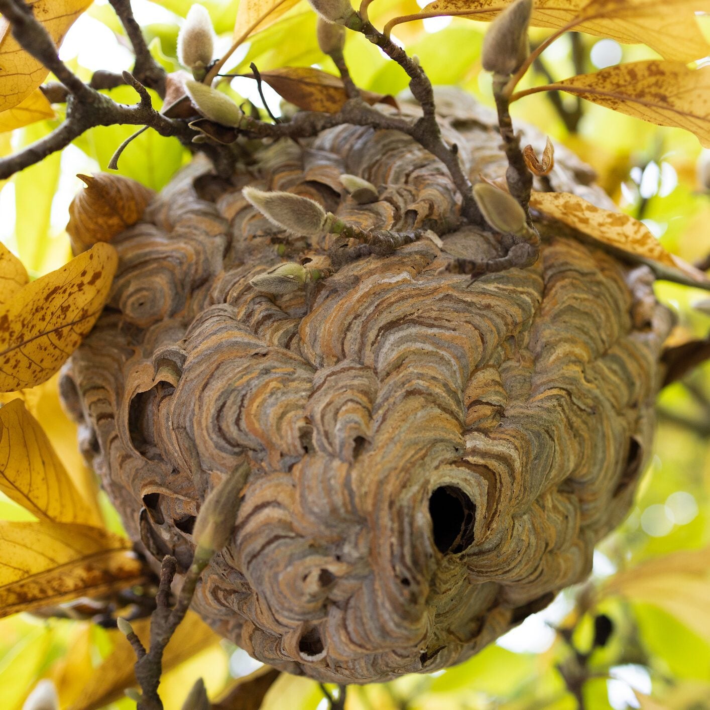 Do birds eat wasps, hornets and bees?