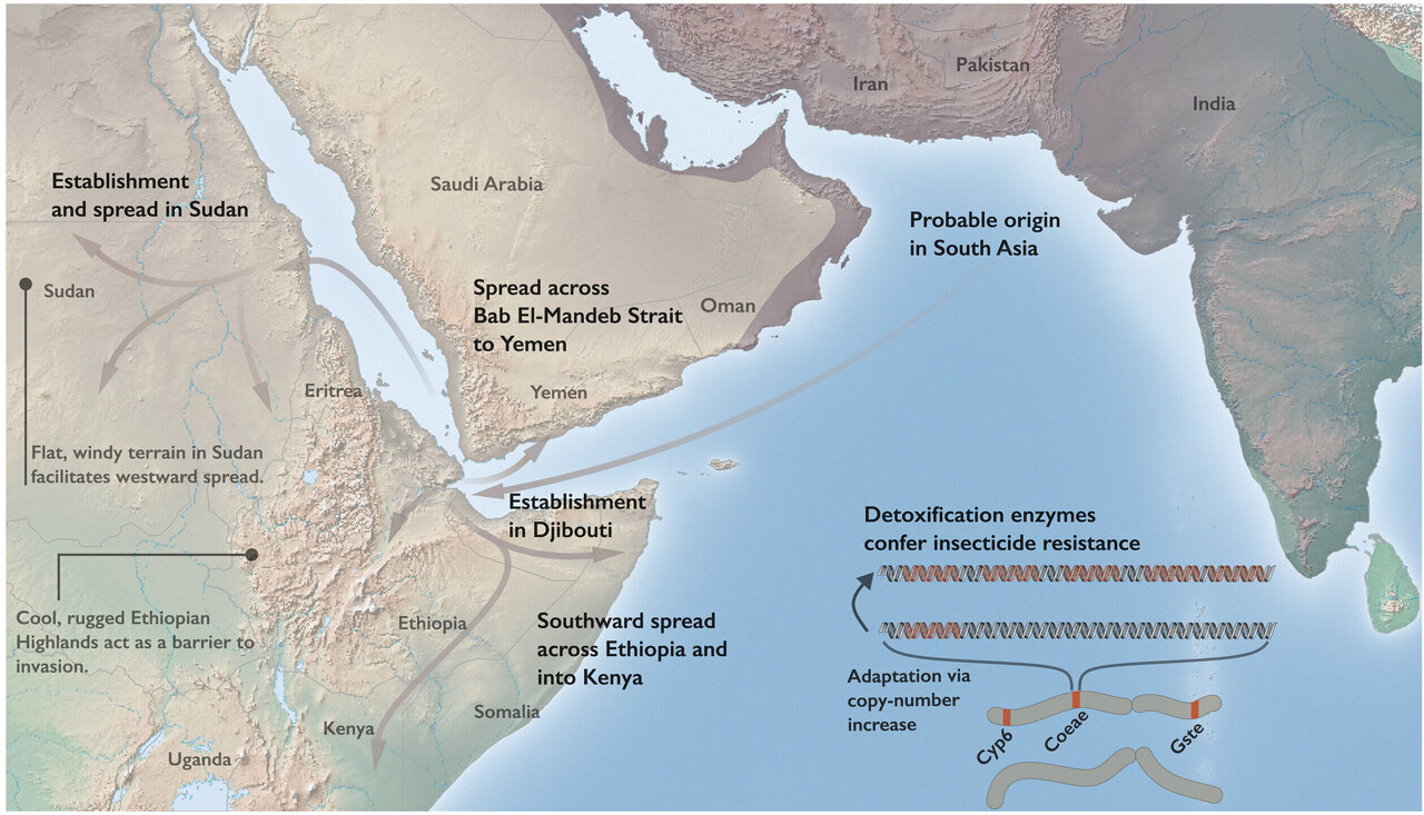 Spread of invasive malaria mosquito from Asia to Africa traced in new genomic study