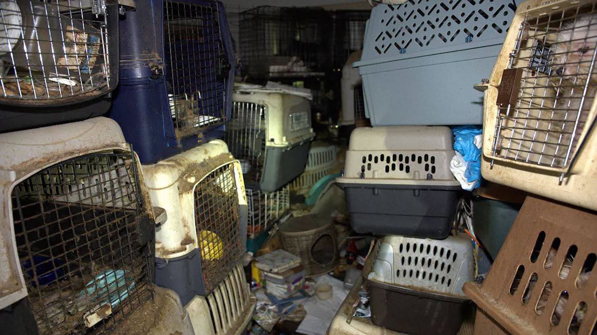 Florida postal worker found hoarding nearly 100 pets in home with no AC, sheriff says