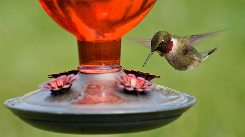 Helpful Tips To Keep Wasps Away From Your Hummingbird Feeder