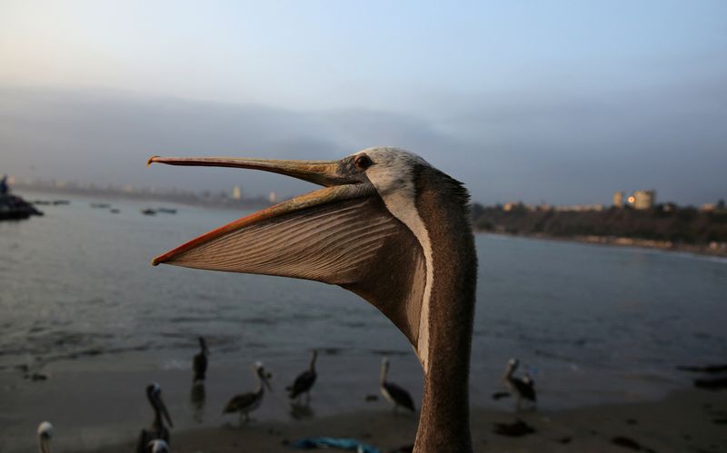 FILE PHOTO: Pelicans are seen next to a fish market in the Chorrillos district of Lima
