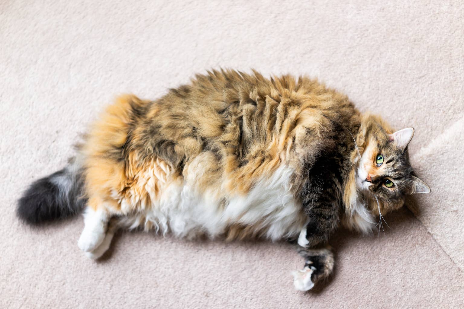 Cat hilariously outsources grooming to mom, sparking laughter on TikTok
