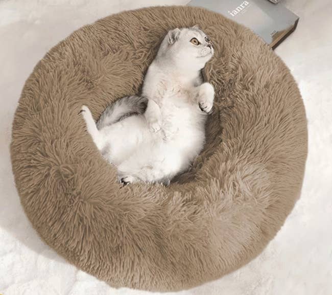 A cat lounging comfortably on a fluffy, circular bed, looking up with a relaxed expression