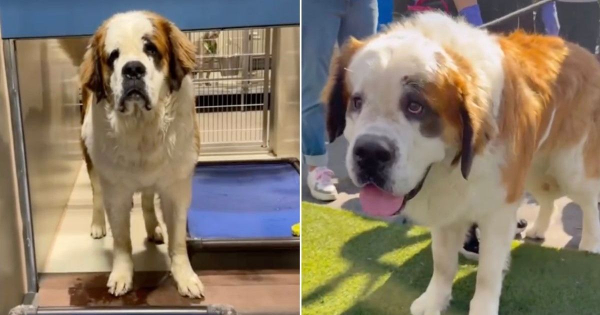 120 Lb Shelter Dog Is a Certified ‘Love Bug' Who Just Wants Snuggles