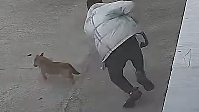 Man gets instant karma trying to scare dog