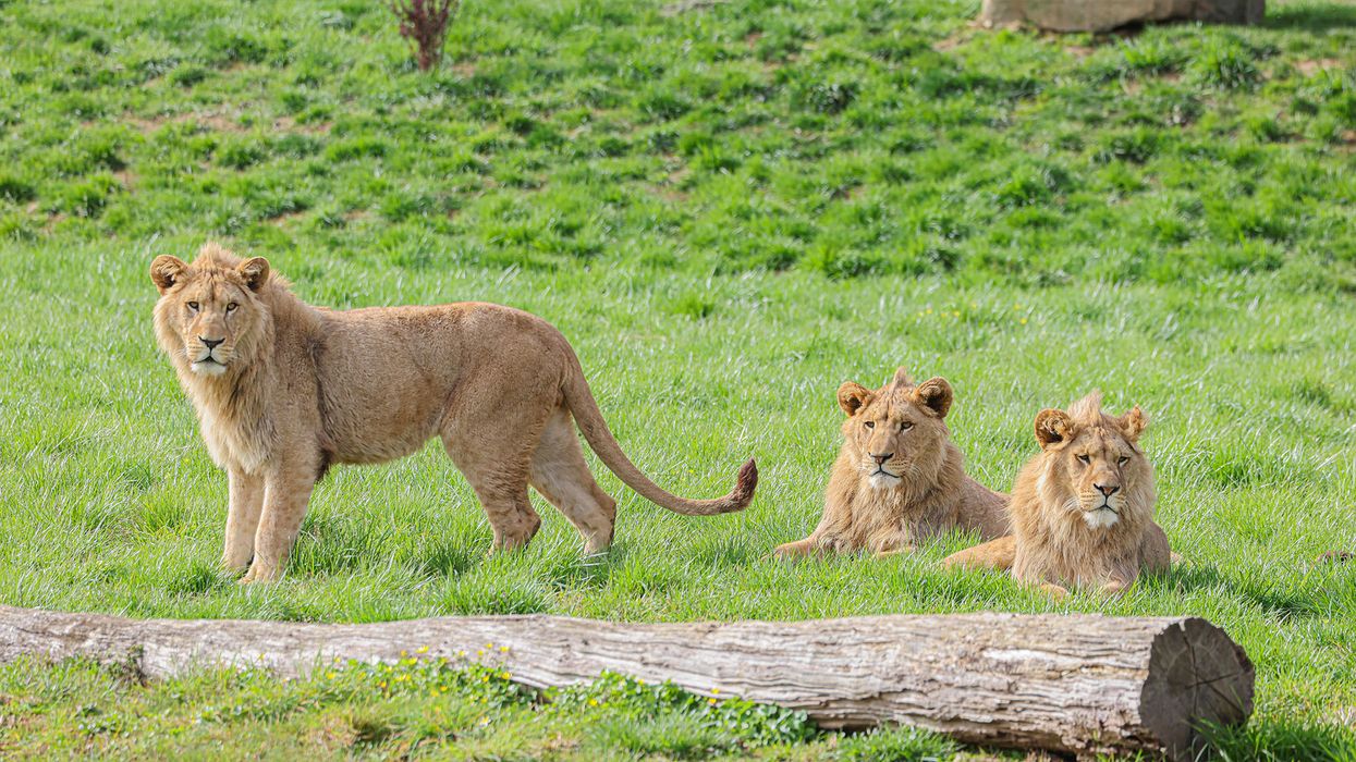 Playful lions get roars of approval on public debut at Belfast Zoo