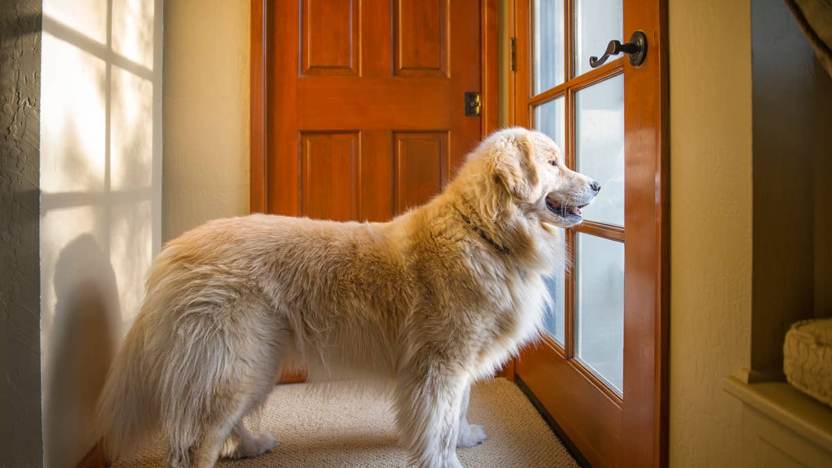 'Transient' golden retriever keeps breaking into the neighbor's house, and everyone wants one of their own