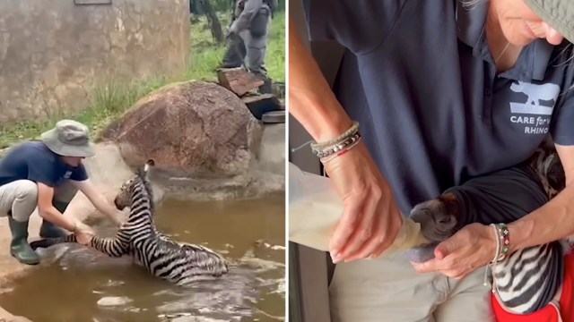 Newborn zebra pulled from South Africa dam is reunited after rangers find herd by drone