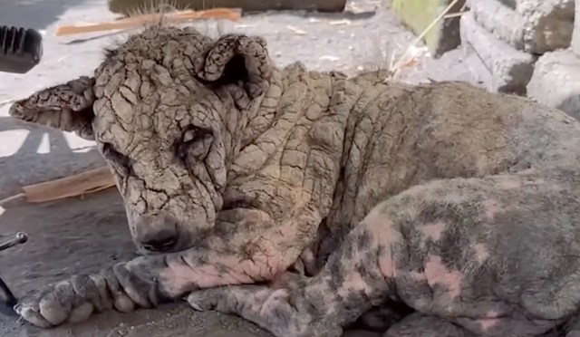 Dog dumped with one of the worst mange cases makes an almost unrecognizable recovery