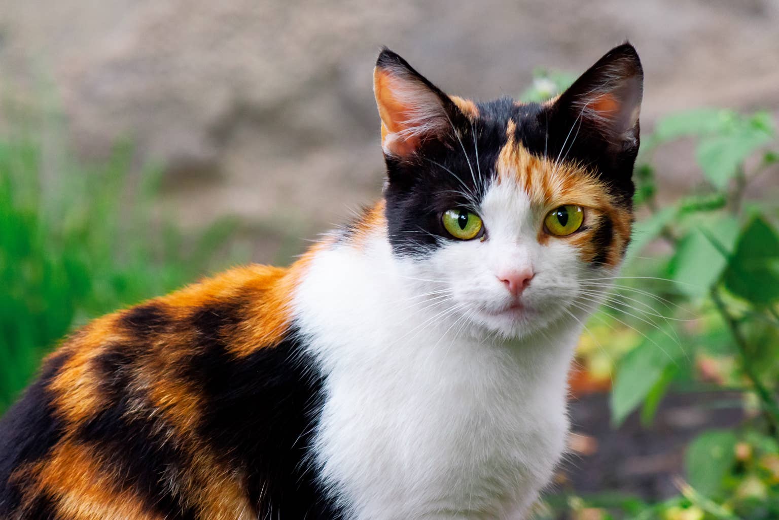 Calico cat falls for Doberman in hilarious first meeting: Watch their adorable encounter!