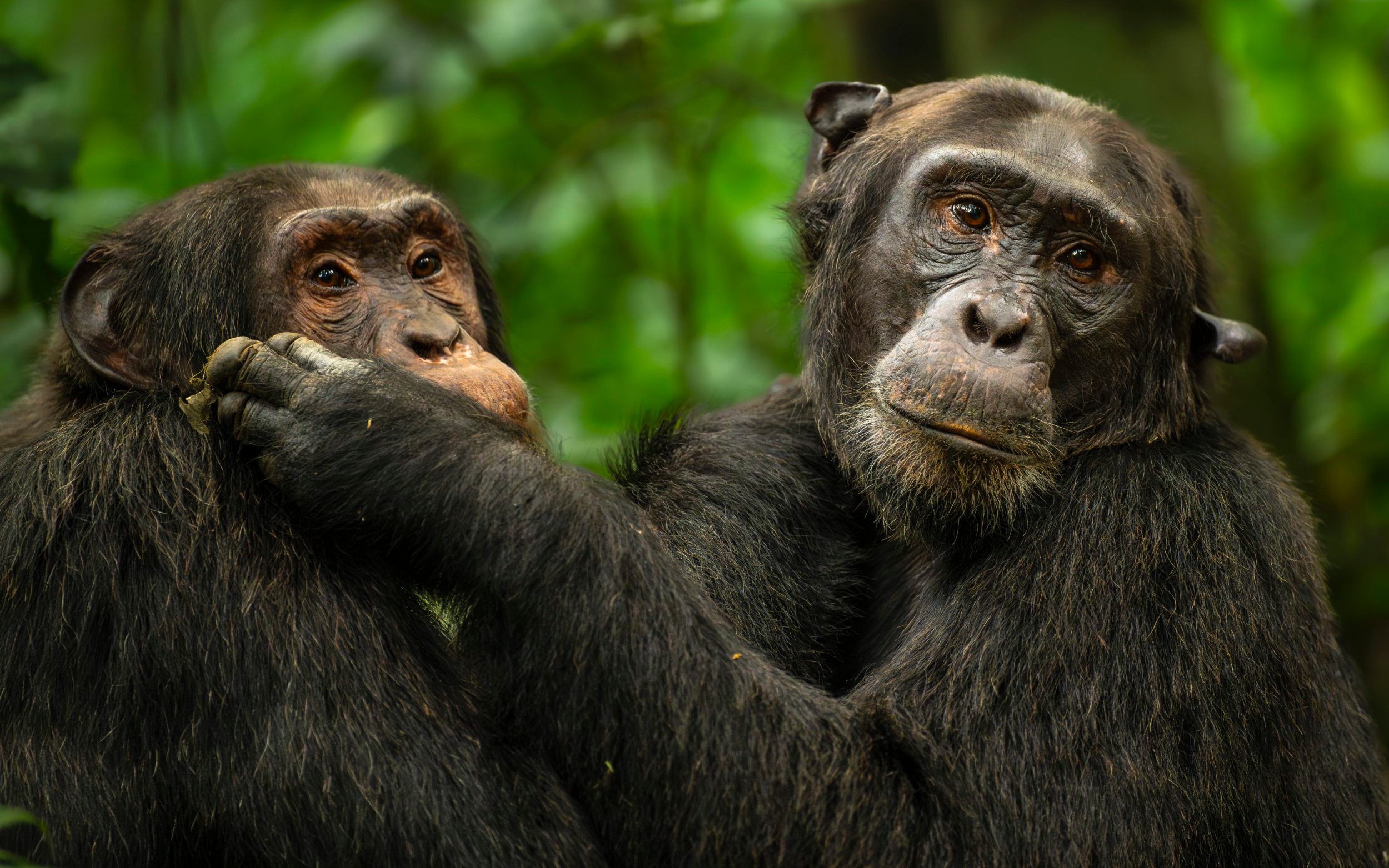Chimpanzees touching